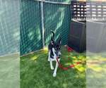 CALLIOPE - Female Siberian Husky-Unknown Mix Dog for Adoption - Small photo