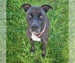 Small #1 American Bulldog-American Staffordshire Terrier Mix