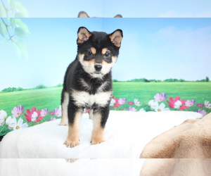 Shiba Inu Puppy for sale in MANHATTAN, NY, USA