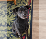 Small #1 Chihuahua Mix