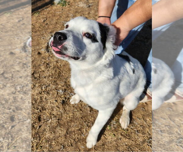 Medium Photo #3 Australian Shepherd Puppy For Sale in Amarillo, TX, USA