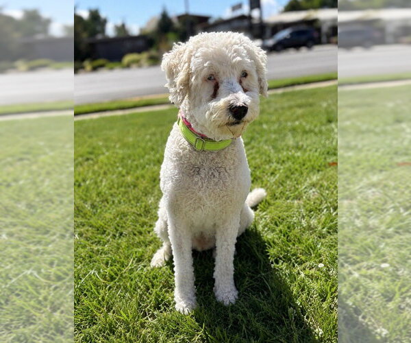 Medium Photo #4 Golden Retriever-Unknown Mix Puppy For Sale in Salt Lake City, UT, USA