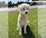 Small #3 Golden Retriever Mix