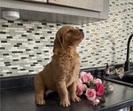 Small #3 Golden Retriever