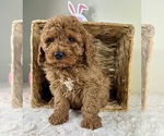 Small #2 Goldendoodle (Miniature)