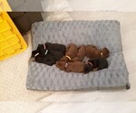 Small Photo #2 Doberman Pinscher Puppy For Sale in GOLDSBORO, NC, USA