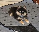 Puppy Puppy 1 Pomeranian