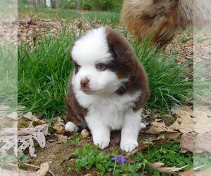 Miniature Australian Shepherd Puppy for sale in CINCINNATI, OH, USA