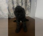 Small #25 Cockapoo