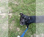 Small #4 American Staffordshire Terrier-Labrador Retriever Mix