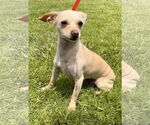 Small #1 Chihuahua Mix