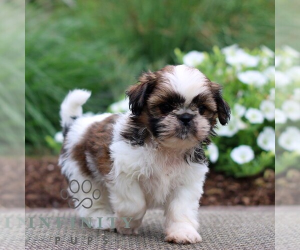 Medium Photo #4 Shih Tzu Puppy For Sale in GORDONVILLE, PA, USA