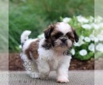 Small #3 Shih Tzu