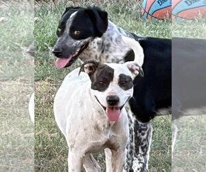 Whitney - Female Labrador Retriever-Unknown Mix Dog for Adoption - Photo #9