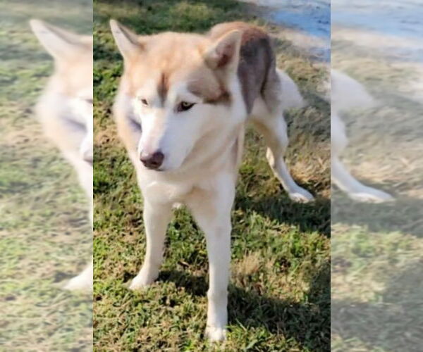 Medium Photo #4 Siberian Husky Puppy For Sale in Newfoundland, PA, USA