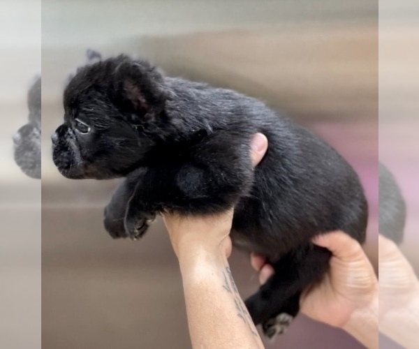 Medium Photo #4 French Bulldog Puppy For Sale in MIAMI BEACH, FL, USA