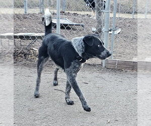 Bluey - Male Mutt Dog for Adoption - Photo #6