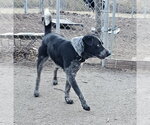 Small #5 Mutt
