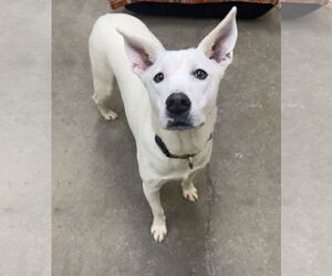 Mutt Dogs for adoption in Rockaway, NJ, USA