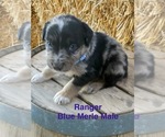Small #1 Australian Shepherd