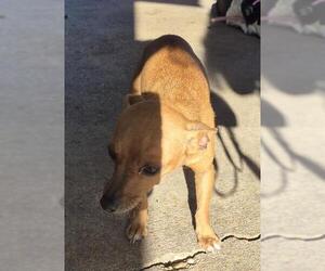 Chihuahua-Unknown Mix Dogs for adoption in San Antonio, TX, USA
