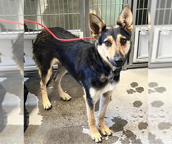 Medium Photo #1 German Shepherd Dog Puppy For Sale in Camarillo, CA, USA