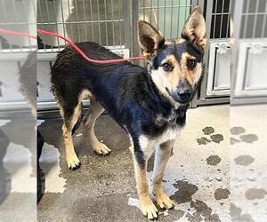 German Shepherd Dog Dogs for adoption in Camarillo, CA, USA