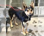 Small German Shepherd Dog