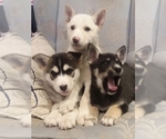 Small Photo #23 German Shepherd Dog-Siberian Husky Mix Puppy For Sale in SAINT MARYS, KS, USA