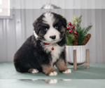 Puppy Seth Australian Shepherd