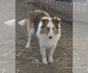 Mother of the Shetland Sheepdog puppies born on 07/07/2025