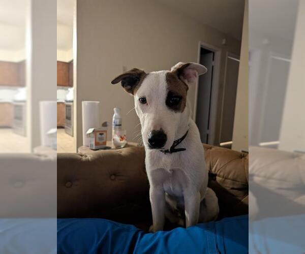 Medium Photo #1 Labrador Retriever-Unknown Mix Puppy For Sale in Waco, TX, USA