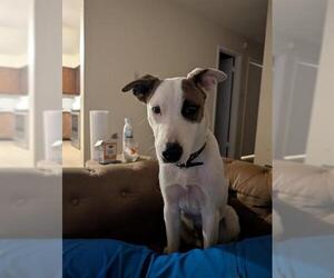 Labrador Retriever-Unknown Mix Dogs for adoption in Waco, TX, USA