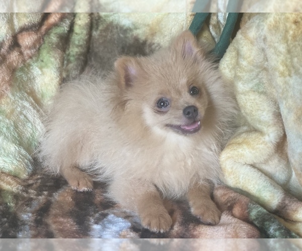 Medium Photo #1 Pomeranian Puppy For Sale in HAMDEN, CT, USA