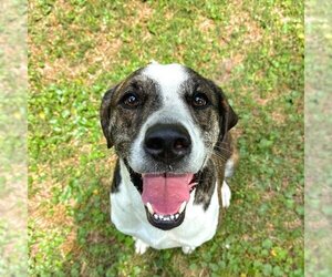 Mutt Dogs for adoption in Hilton Head, SC, USA