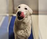 Small #1 Siberian Husky Mix