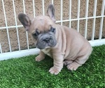 Small #1 French Bulldog