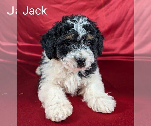 Medium Photo #1 Bernedoodle (Miniature) Puppy For Sale in CANON CITY, CO, USA