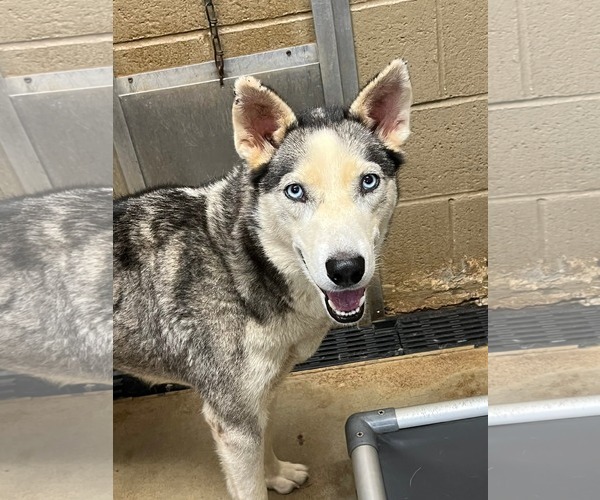 Medium Photo #2 Siberian Husky Puppy For Sale in Severn, MD, USA