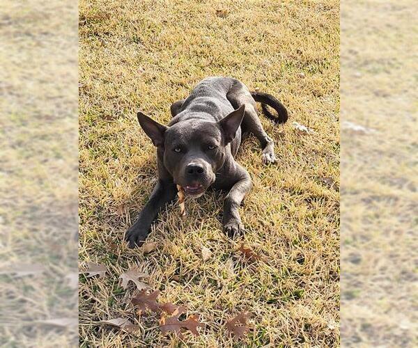 Medium Photo #1 American Staffordshire Terrier-Unknown Mix Puppy For Sale in San Antonio, TX, USA