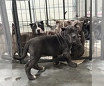 Small Photo #7 American Bully Puppy For Sale in RED BAY, AL, USA