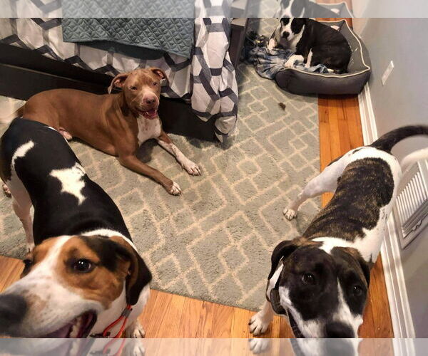 Medium Photo #39 American Pit Bull Terrier-Unknown Mix Puppy For Sale in Germantown, OH, USA