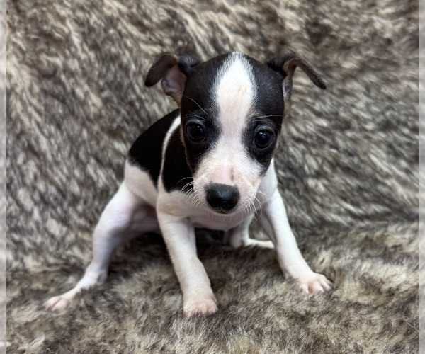 Medium Photo #3 Rat Terrier Puppy For Sale in WHITAKERS, NC, USA
