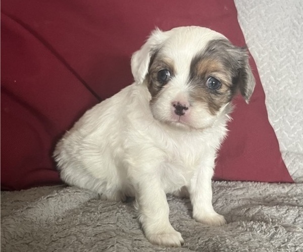 Medium Photo #1 Chilier Puppy For Sale in KALONA, IA, USA