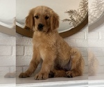 Small Photo #1 Golden Retriever Puppy For Sale in DENTON, TX, USA