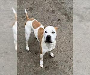 Mutt Dogs for adoption in Riverside, CA, USA