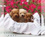 Small #1 Goldendoodle (Miniature)
