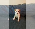 Small Photo #3 Jack Russell Terrier Puppy For Sale in PURCELLVILLE, VA, USA