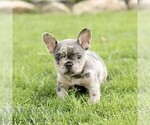 Small French Bulldog