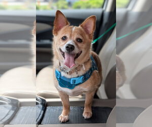 Cardigan Welsh Corgi-Chihuahua Mix Dogs for adoption in Oakhurst, NJ, USA